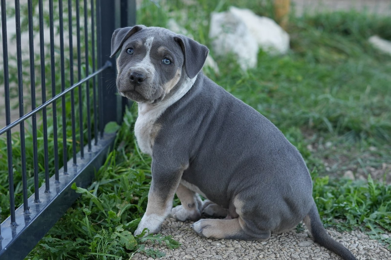 Horus - chiot American Bully XL à 7 semaines, portée Aslan × Rell