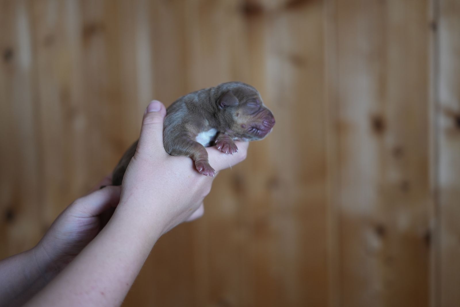 Jupiter - chiot American Bully XL portée Aslan × Rell