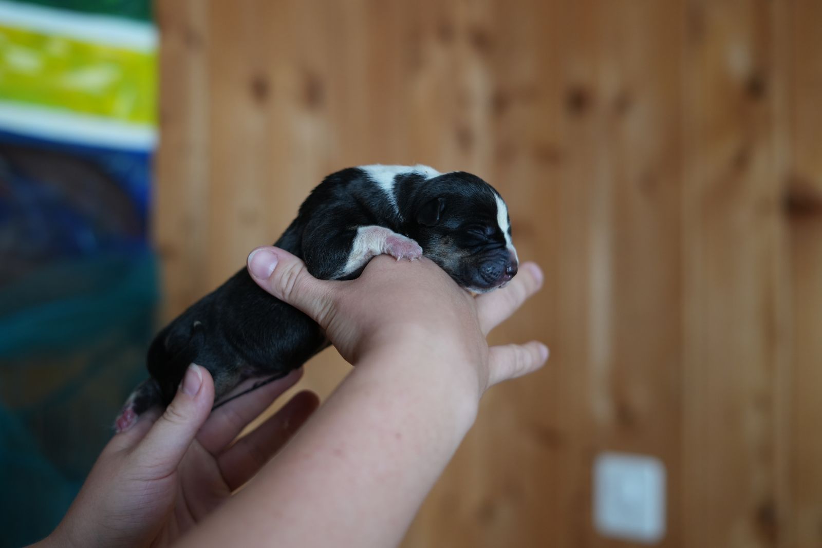 Lune - chiot American Bully XL portée Aslan × Rell