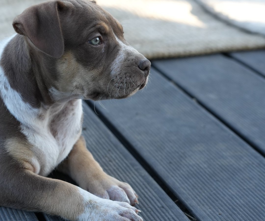 Muffin - chiot American Bully XL à 7 semaines, portée Aslan × Rell