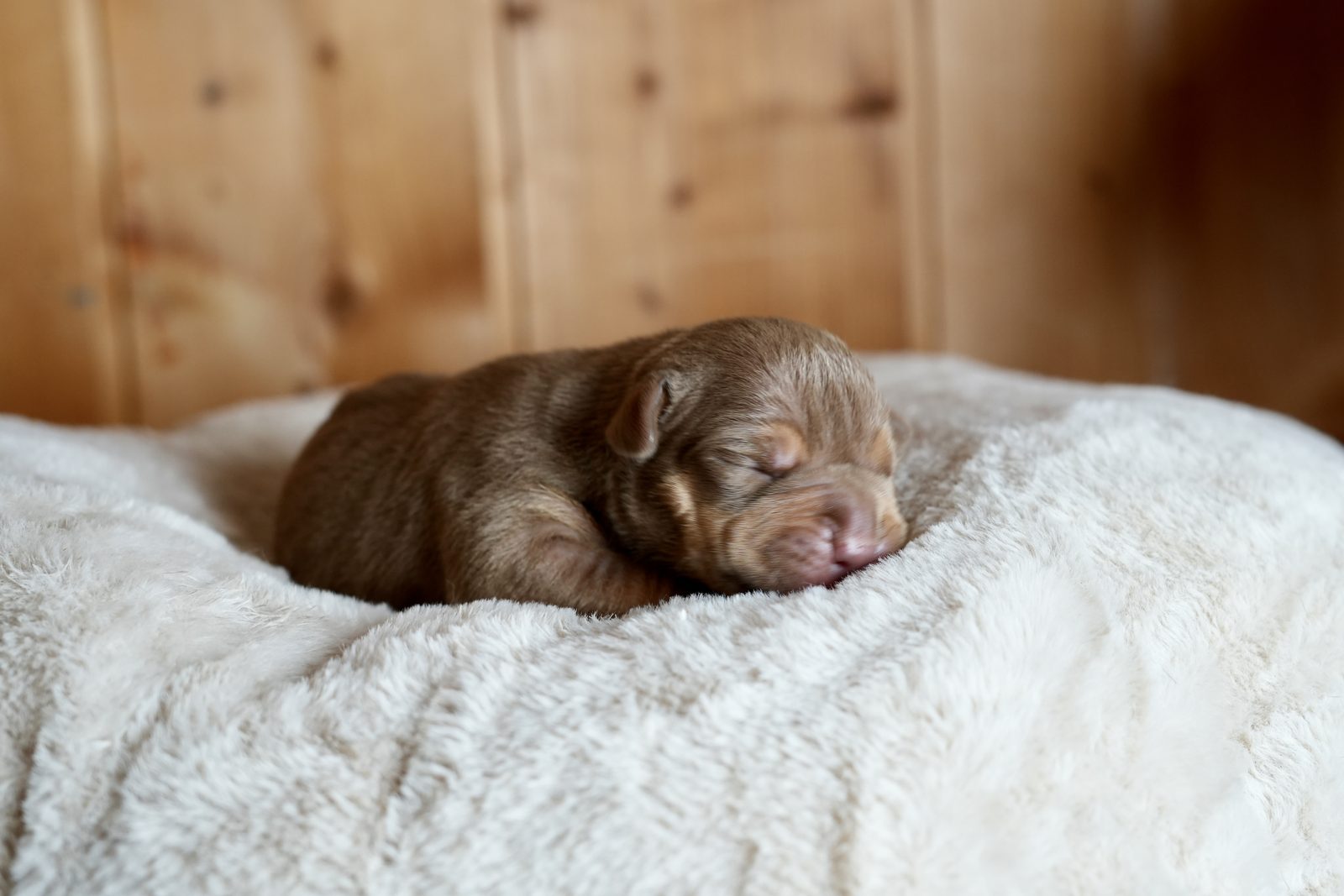 Boss - chiot American Bully XL à 2 jours, portée Aslan × Rell