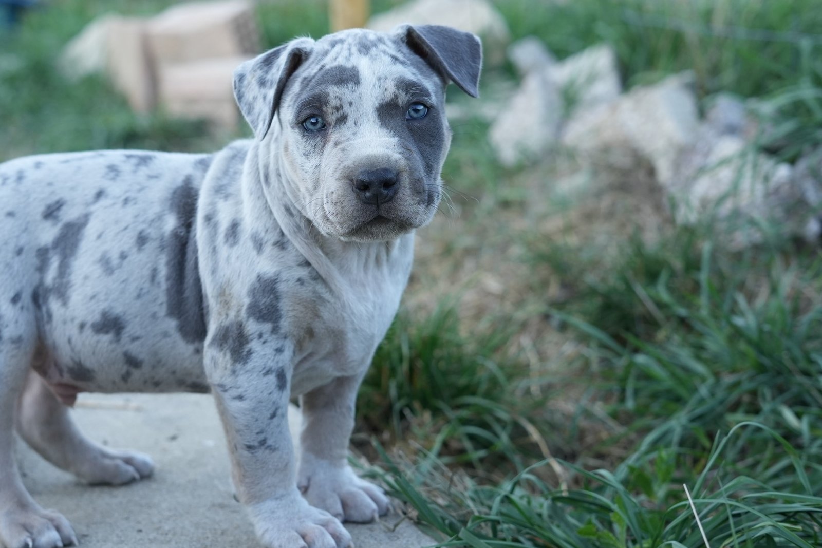 Romeo - chiot American Bully XL à 7 semaines, portée Aslan × Rell