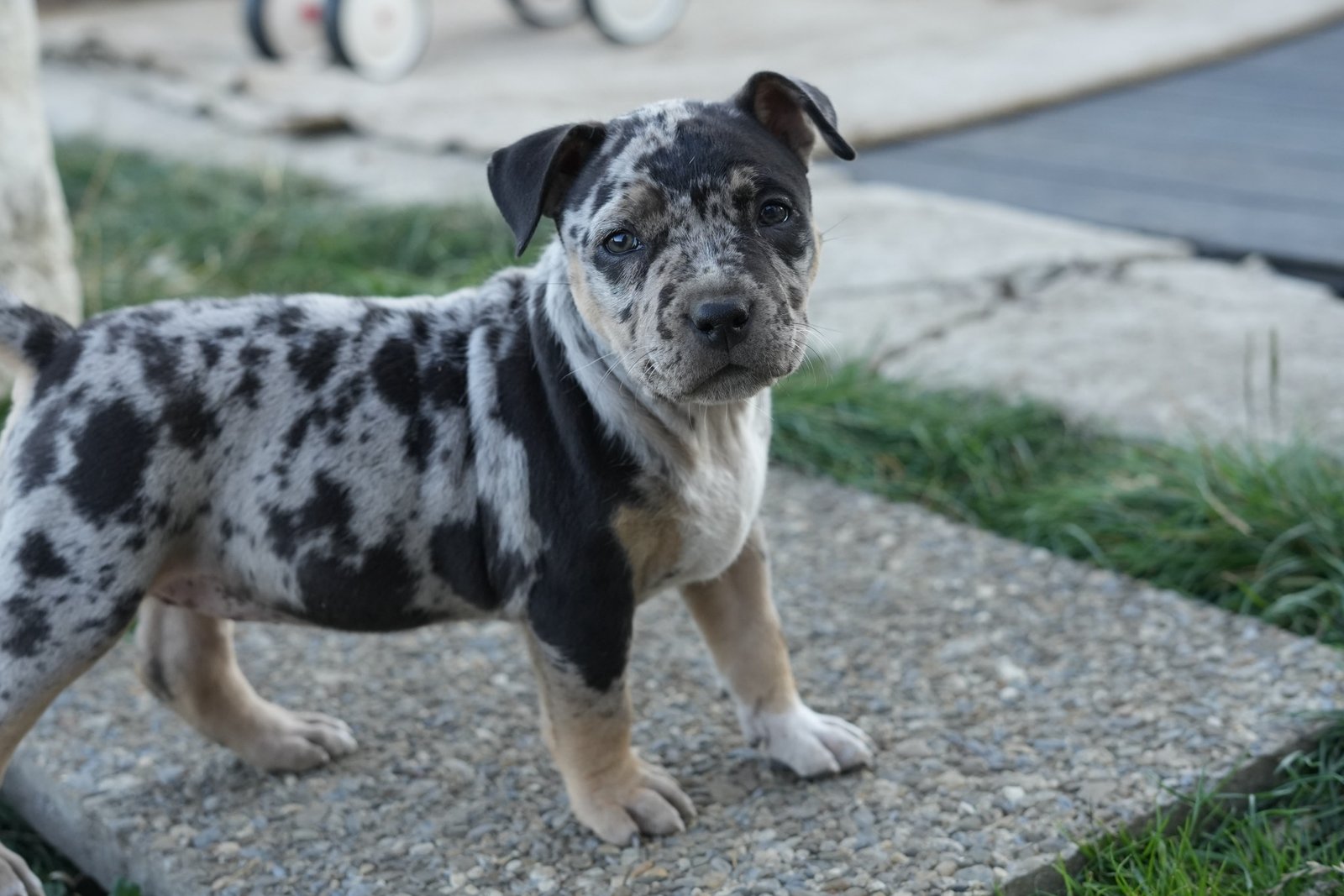 Shuri - chiot American Bully XL à 7 semaines, portée Aslan × Rell