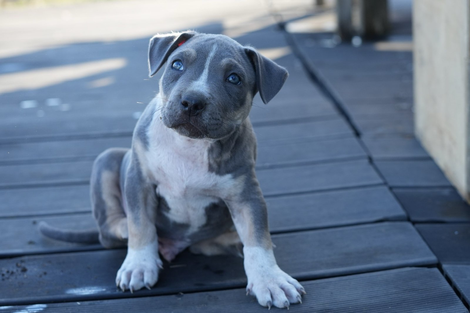 Thor - chiot American Bully XL à 7 semaines, portée Aslan × Rell