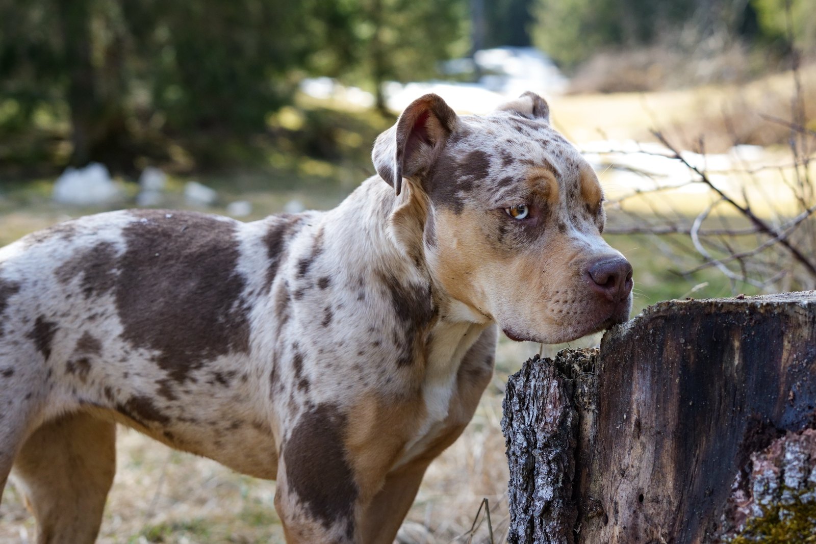 Hina - American Bully XL trico choco merle, reproductrice BullySuisse