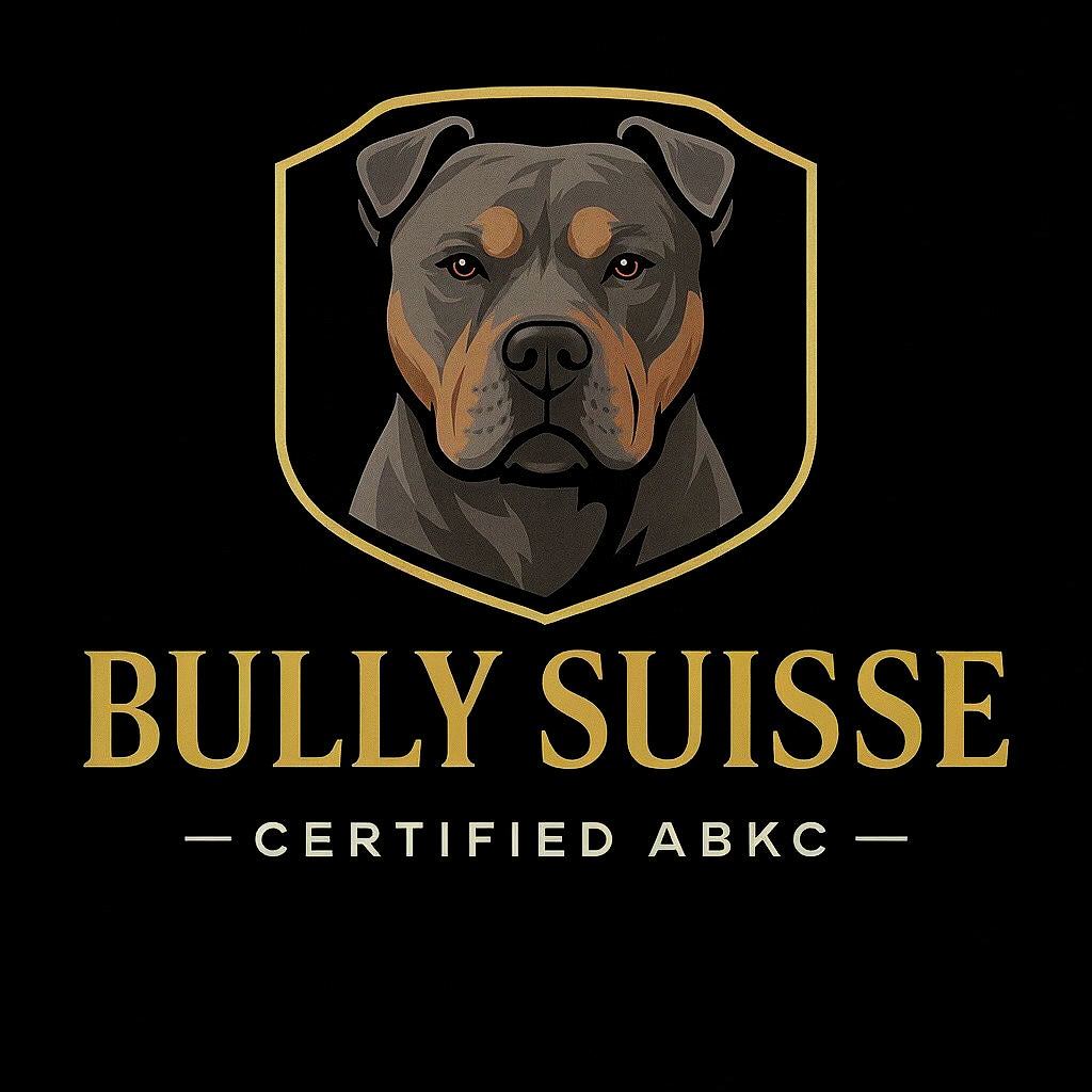 BullySuisse - Élevage American Bully XL Suisse